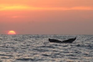Avistamiento de ballenas en Puerto Ángel, Oaxaca
