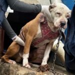 35c41e3a-3e6a-44c8-8e73-96a3ba777952