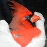 Recuerda que vender fauna silvestre puede llevarte a prisión