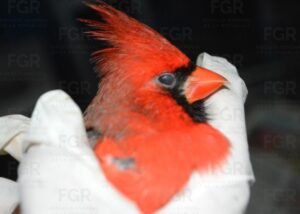 Recuerda que vender fauna silvestre puede llevarte a prisión