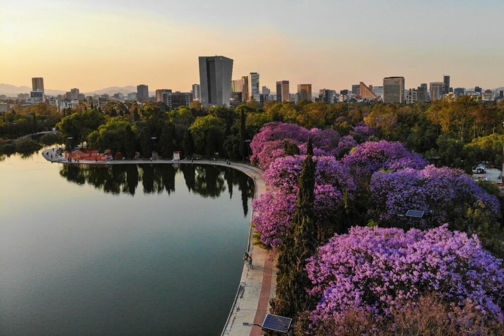 Jacarandas en CDMX: cuando la ciudad se convierte en postal