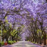 la historia de las jacarandas en mexico