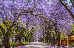 la historia de las jacarandas en mexico