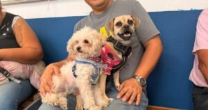 FERIA DEL BIENESTAR ANIMAL EN TLALPAN