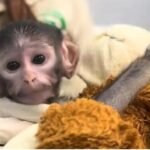 el punch mexicano existe en guadalajara