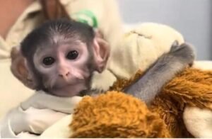 el punch mexicano existe en guadalajara