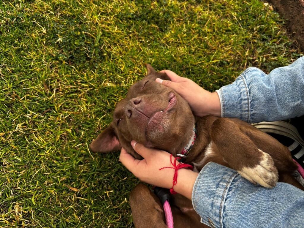 petfest 2026 en el ctc