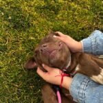 petfest 2026 en el ctc