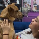 lomitos eligen a su familia en el petfest