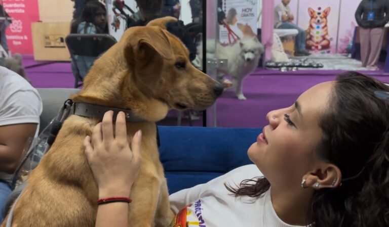 lomitos eligen a su familia en el petfest