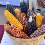 Maíz garantizado hasta 2030; Gobierno pide evitar aumento al precio de la tortilla