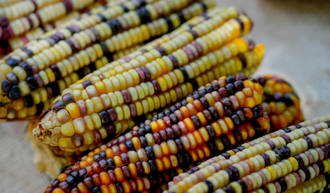 feria del maíz en los pinos