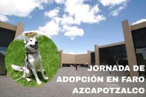 jornada de adopcion en faro azcapotzalco, perritos de metro estarán
