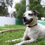 perros rescatados del Metro