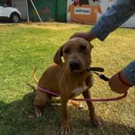 perros rescatados del Metro