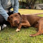 perros rescatados del Metro